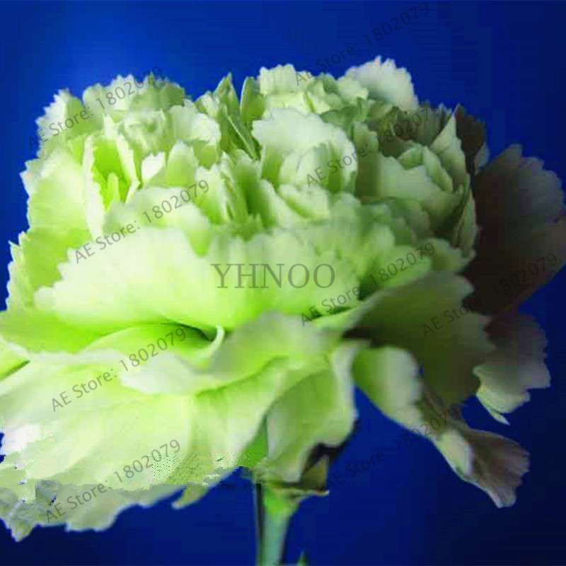 Rare Carnation Seeds - Dianthus Caryophyllus, Potted Bonsai Flower Seeds for Mother's Day, Home Garden Planting