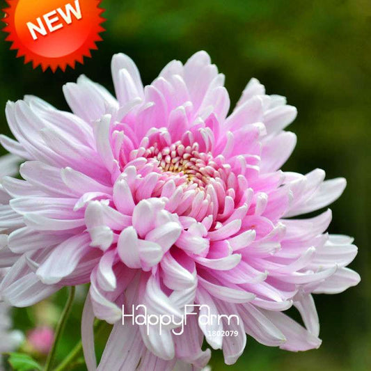 Pink Chrysanthemum Seeds - DIY Garden Flowers for Pots | Easy-Grow Morifolium