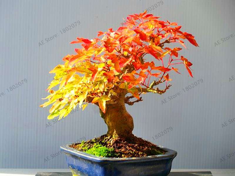 Premium Japanese Red Maple Bonsai Seeds - Gorgeous Indoor Home Tree - Fast US Shipping