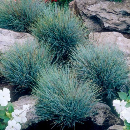 Blue Fescue Grass Seeds - Drought Tolerant, Perennial, DIY Home & Bonsai - Festuca Glauca