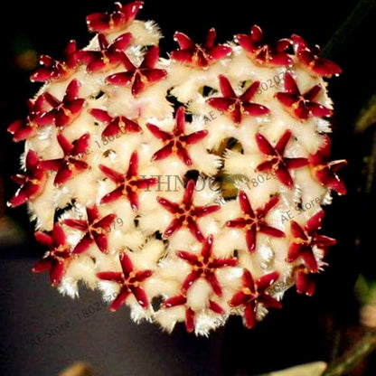 24 Color Hoya Carnosa Seeds - Rare Perennial Bonsai Plant for Home Garden