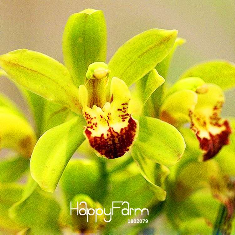 Green Cymbidium Orchid Seeds - Elegant Flowering Plant for Garden, | Rare & Ornamental