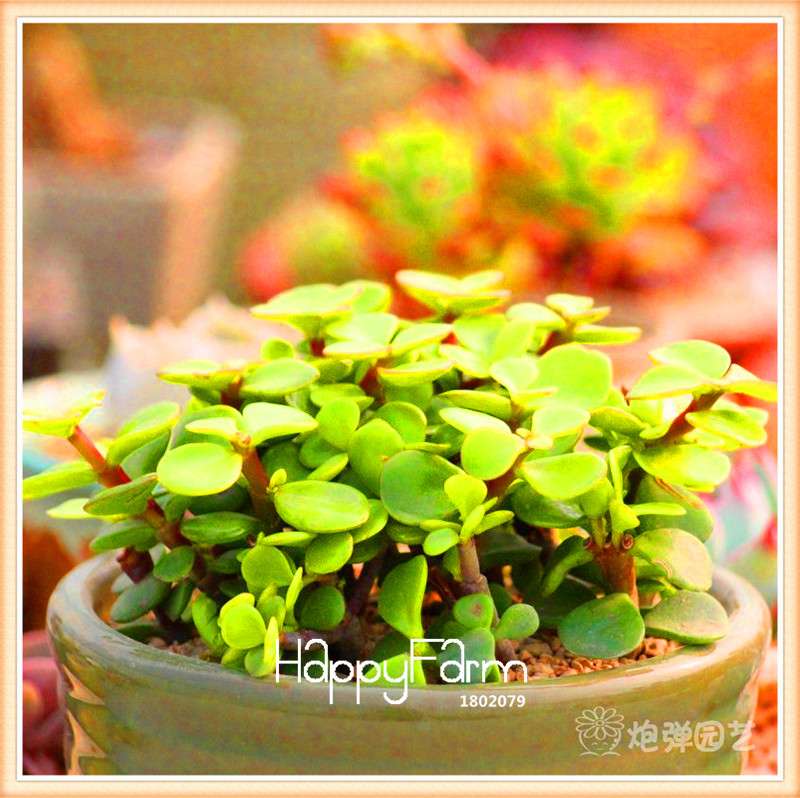 Lithops Seeds - 99 Varieties, Succulent & Bonsai Plants for Office - Fast Shipping & High Germination Rate