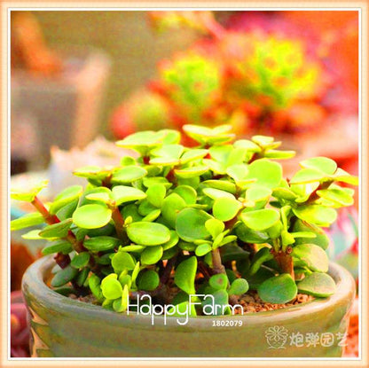Lithops Seeds - 99 Varieties, Succulent & Bonsai Plants for Office - Fast Shipping & High Germination Rate