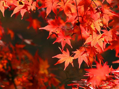 Premium Japanese Red Maple Bonsai Seeds - Gorgeous Indoor Home Tree - Fast US Shipping
