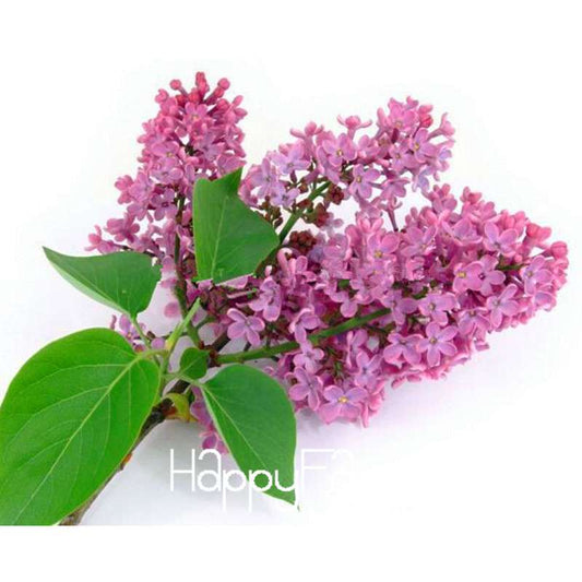 Lilac Flower Seeds - Fragrant Perennial Garden Plants for Home & Landscaping