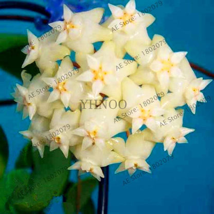 24 Color Hoya Carnosa Seeds - Rare Perennial Bonsai Plant for Home Garden