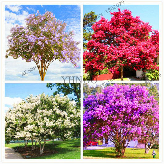 Crape Myrtle Seeds - Perennial Flowering Shrub for Home Garden, Yard & Outdoor Planting (Lagerstroemia)