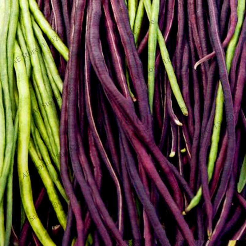 Organic Cowpea Seeds - Non-GMO, Healthy Home Garden Planting, DIY Bonsai Vegetables (Vigna Unguiculata)