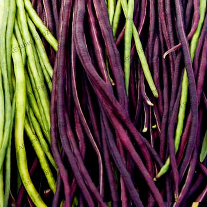 Organic Cowpea Seeds - Non-GMO, Healthy Home Garden Planting, DIY Bonsai Vegetables (Vigna Unguiculata)