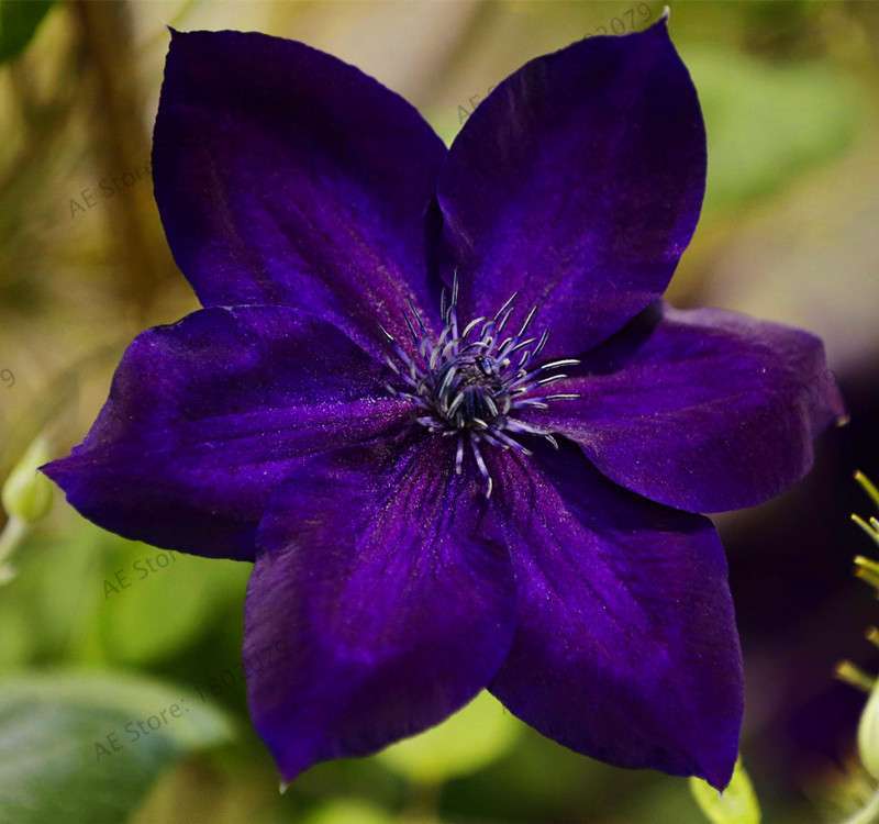 Mixed Clematis Seeds - Easy to Grow Beautiful Bonsai Flowers for Home Garden (Limited Time Offer)