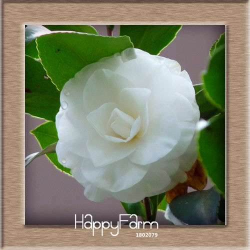 24-Color Camellia Seeds Kit - for Potted Plants, Bonsai & Garden Flowers | Fast-Growing & Vibrant Blooms
