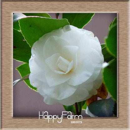 24-Color Camellia Seeds Kit - for Potted Plants, Bonsai & Garden Flowers | Fast-Growing & Vibrant Blooms