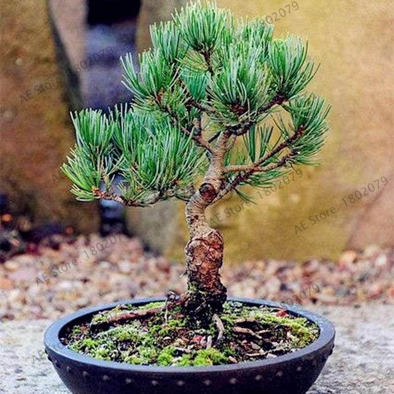 Miniature Pine Seeds - Japanese Bonsai Tree Kit, Perennial Ornamental Potted Plants for Home & Garden