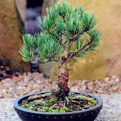 Miniature Pine Seeds - Japanese Bonsai Tree Kit, Perennial Ornamental Potted Plants for Home & Garden