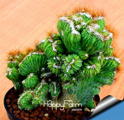 Rare Strombocactus Disciformis Seeds - Succulent Cactus Bonsai for Planting, Home Garden & Pots