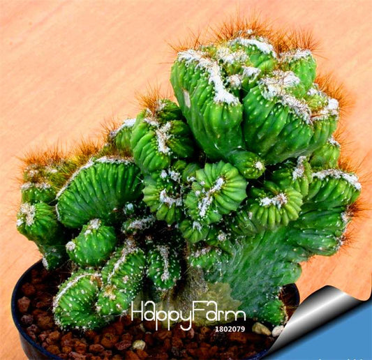 Rare Strombocactus Disciformis Seeds - Succulent Cactus Bonsai for Planting, Home Garden & Pots