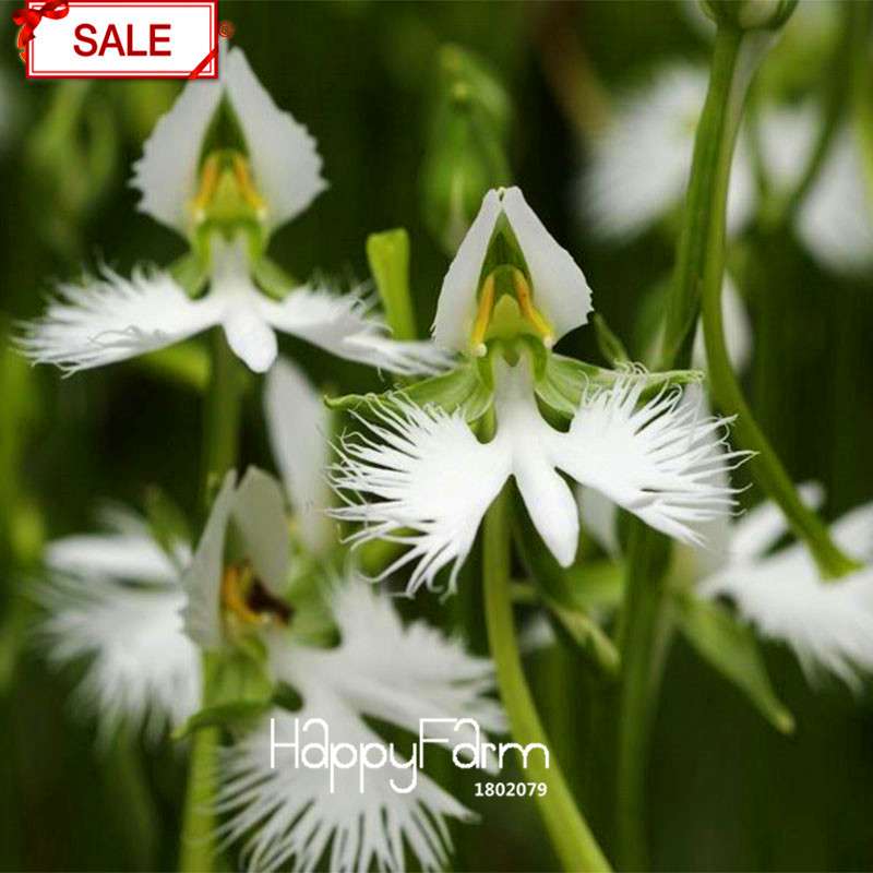 Egret Flower Seeds - Perennial Blooming Potted Plants for Home & Garden