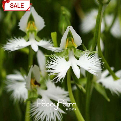 Egret Flower Seeds - Perennial Blooming Potted Plants for Home & Garden