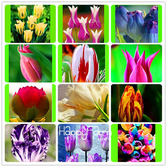 Dutch Tulip Flower Seeds - Potted Bonsai for Home & Garden Planting