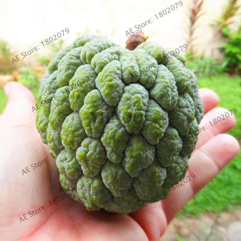 Premium Custard Apple Seeds - Sweet Tropical Annona Fruit for Home Garden