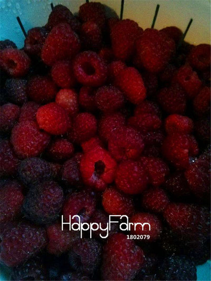 Heritage Raspberry Seeds - Non-GMO, Organic, Bonsai Fruit Tree Seeds for Home Garden Planting