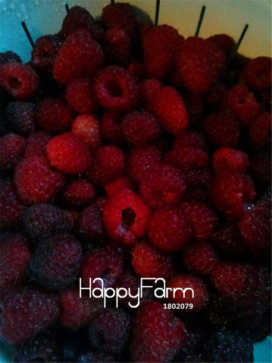 Heritage Raspberry Seeds - Non-GMO, Organic, Bonsai Fruit Tree Seeds for Home Garden Planting