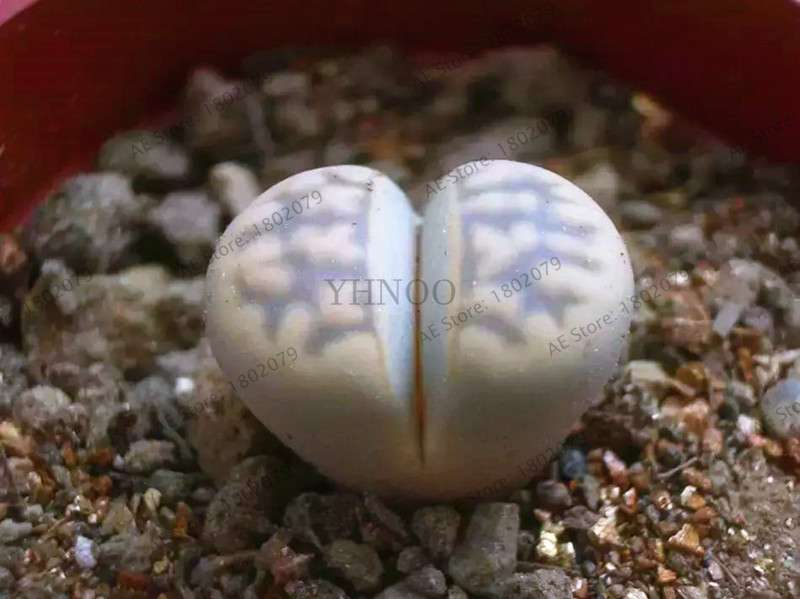 Rare Lithops Seeds - Living Stone Succulent Mix for Mini Garden, Bonsai & Assorted Flower Planting | Fast US Shipping