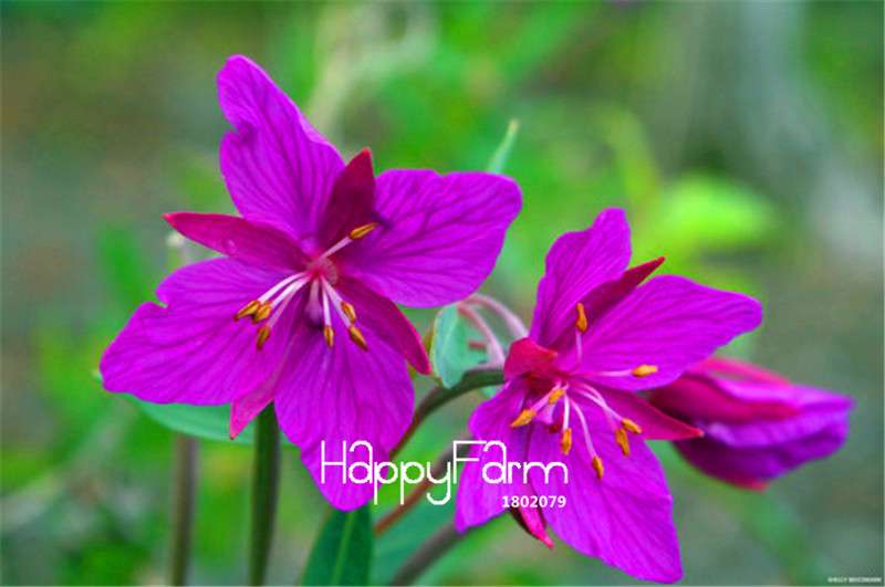 Fireweed Seeds (Epilobium angustifolium) - Perfect for Garden, Bonsai & Balcony Planting - USA Home Gardening