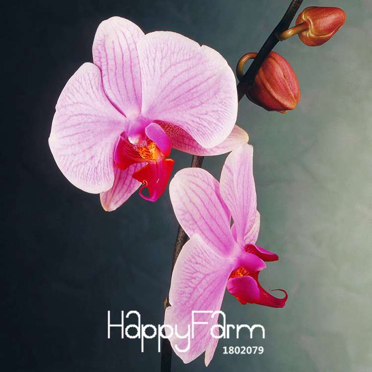 Pink Phalaenopsis Orchid Seeds - Indoor Bonsai Flowering Plant, Easy Grow, Year-Round Blooms