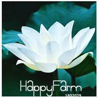 Buy Water Lily Seeds - Fresh Bowl Lotus & Water Lilies - Fast US Shipping