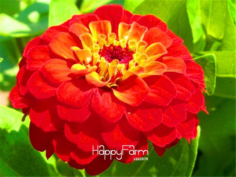 Premium Zinnia Seeds Mix - 24 Varieties, - Rare Colorful Flowers for Indoor & Outdoor Gardens