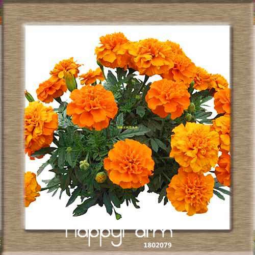11 Varieties Maidenhair Herb & Marigold Flower Seeds - for Potted Garden