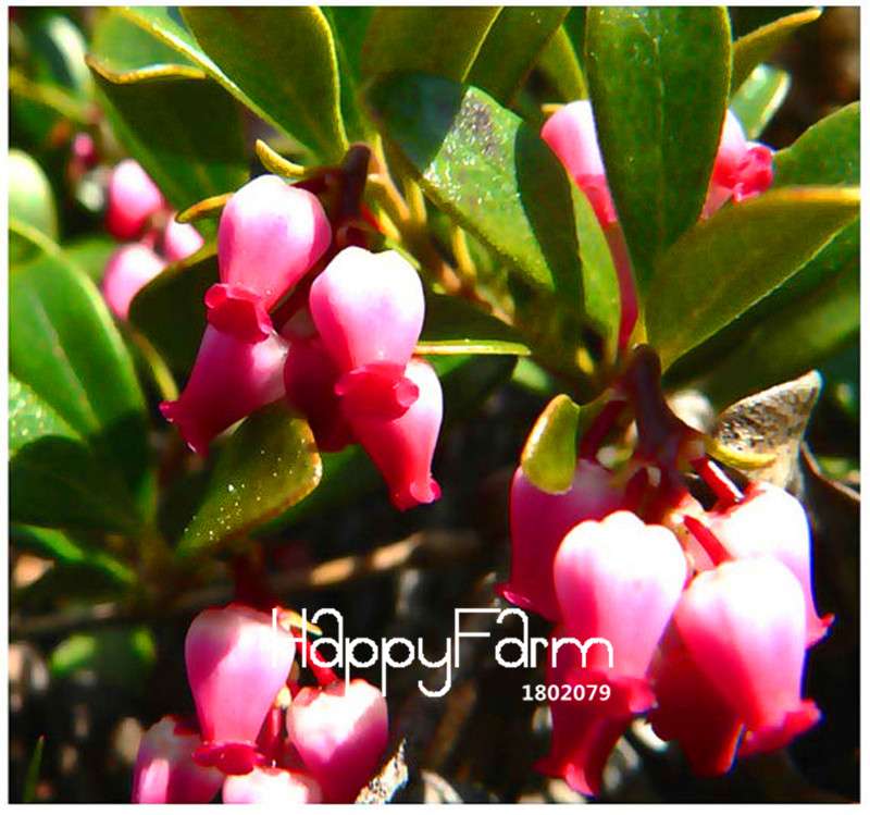 Bearberry Seeds - Cold Hardy, Drought Tolerant Fruit Plants for Home Gardening | Sweet Tasty Berries