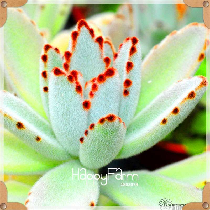 Rare Succulents Seeds - 99 Varieties, Lithops & Bonsai Plants for Office & Home