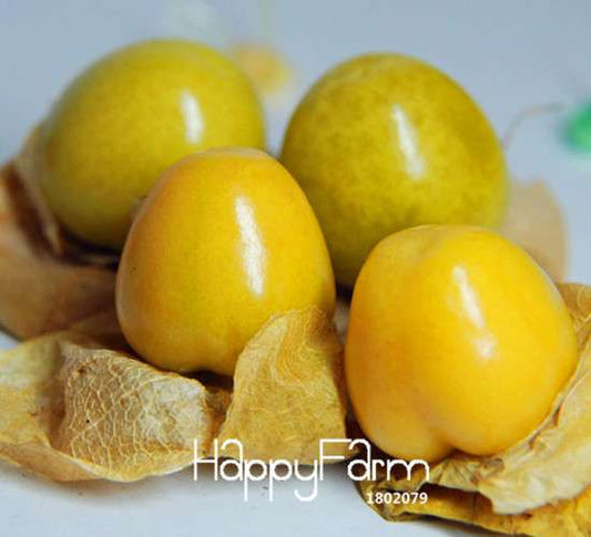 Golden Berry Seeds - Sweet Physalis Pubescens for Planting, Grow Exotic Lantern Fruit at Home | Fast Shipping