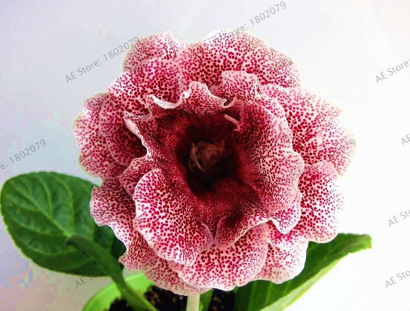 Climbing Gloxinia Seeds - Perennial Sinningia Speciosa Bonsai Flowers for Balcony & Garden Planting