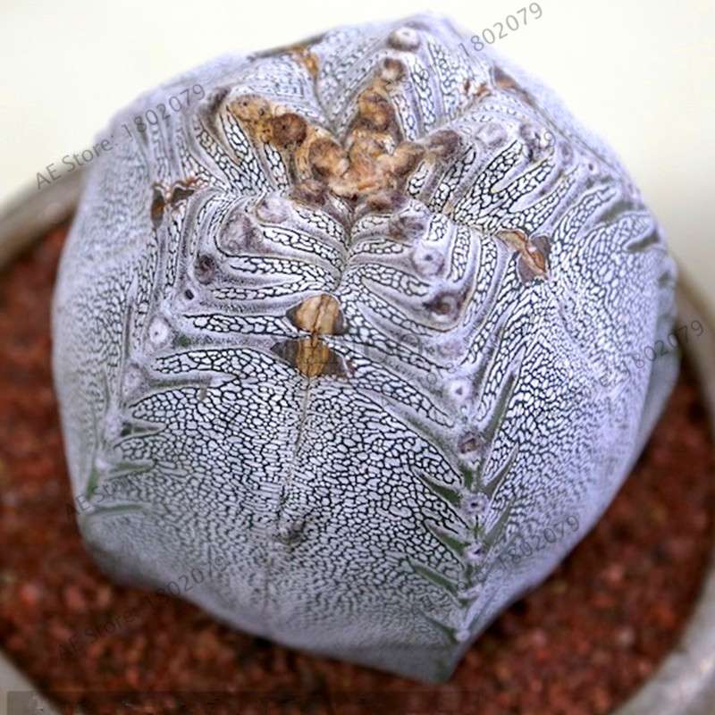 Rare Lithops Seeds - Living Stones Succulent, Organic Cactus Seeds for Indoor Garden, Bonsai & Succulent Lovers
