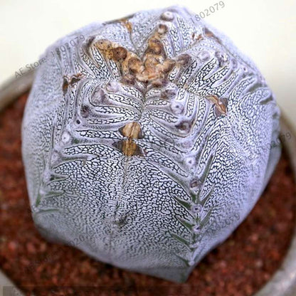 Rare Lithops Seeds - Living Stones Succulent, Organic Cactus Seeds for Indoor Garden, Bonsai & Succulent Lovers
