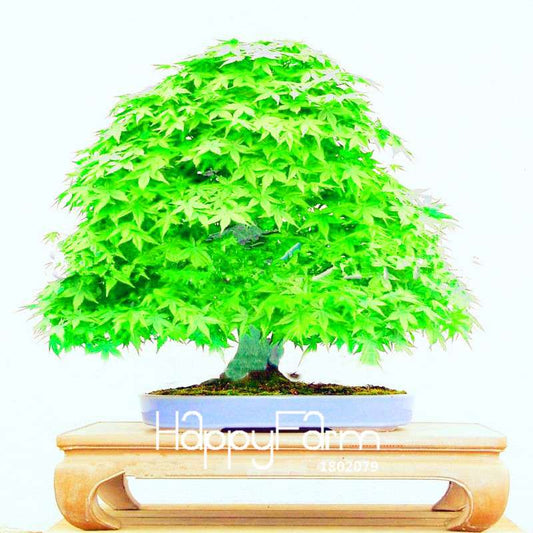 Green Maple Tree Seeds for Bonsai - DIY Home Garden Planting Kit
