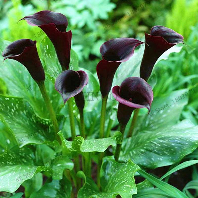 Rare Mixed Color Calla Lily Seeds - Beautiful Bonsai Flowers for Home Garden & Backyard Planting