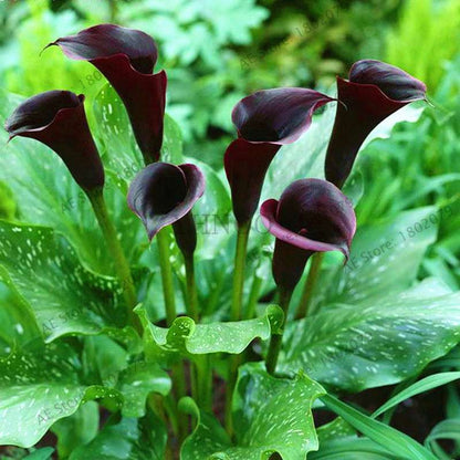 Rare Mixed Color Calla Lily Seeds - Beautiful Bonsai Flowers for Home Garden & Backyard Planting
