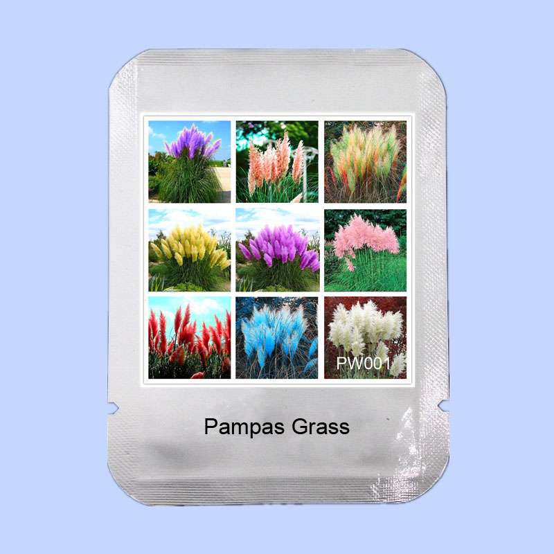 Rainbow Pampas Grass Seeds - 9 Colors, Rare Bonsai Plant for Home Garden - Limited - Fast Shipping