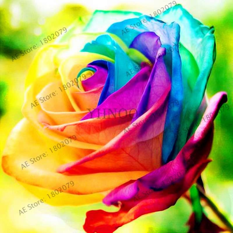 Rare Mixed Color Rose Seeds - Rainbow, Black, Blue - Bonsai Flower Seeds for Home Garden Planting