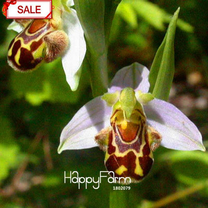 Bee Orchid Seeds - Perennial Flowering Plants for Pots, Unique & Easy to Grow Garden Gift