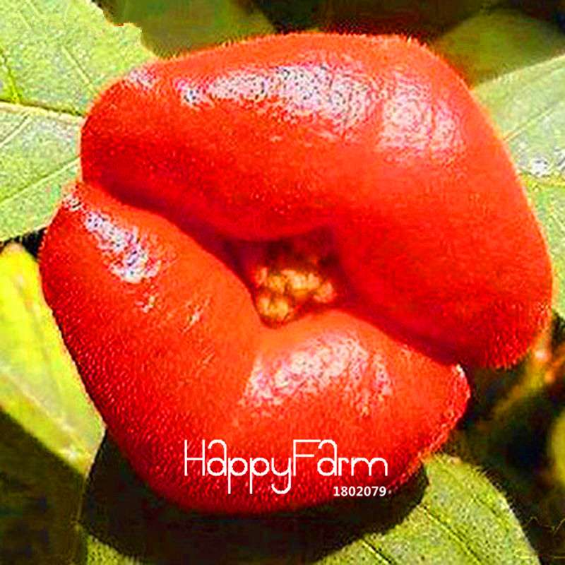 Rare Red Lips Flower Seeds (Psychotria Elata) - Exotic Blooming Houseplant for Pots