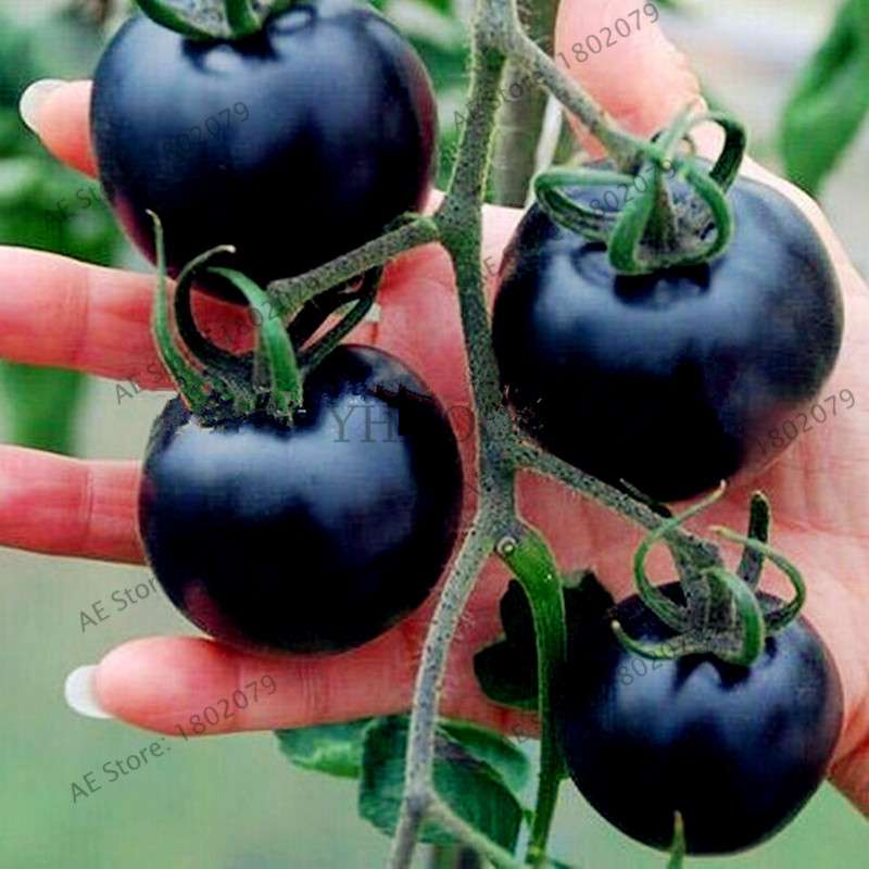 Bonsai Tomato Seeds - Easy to Grow Perennial Plant for Home & Garden, Healthy Fruit & Veggies