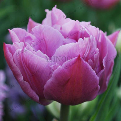 Rare Double Tulip Bulbs (Not Seeds) - 24 Colors, Fresh Flower Bulbs for Planting - Fast Shipping