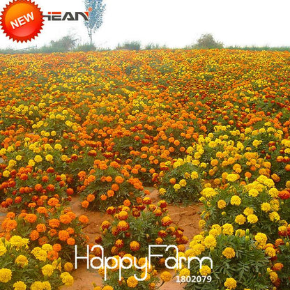11 Varieties Maidenhair Herb & Marigold Flower Seeds - for Potted Garden