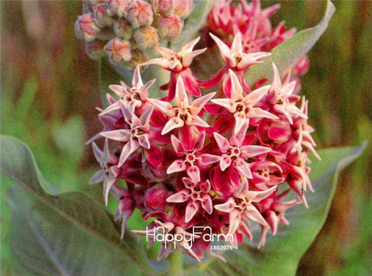 Showy Milkweed Seeds (Asclepias speciosa) - Rare Bonsai Flower Seeds for Home Garden & Landscaping